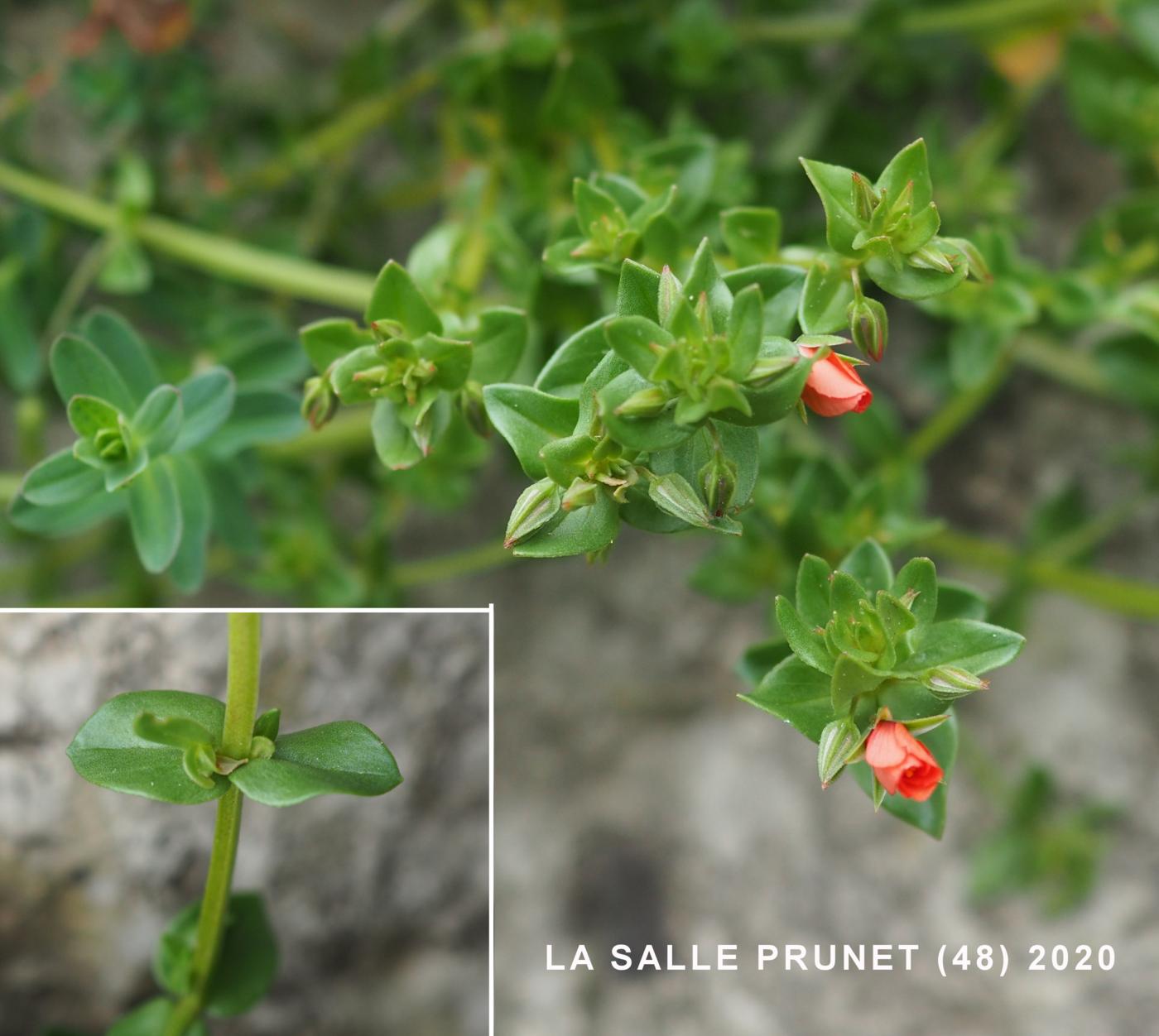 Scarlet Pimpernel leaf